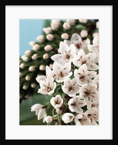 Blooming Speedwell Plant by Anonymous