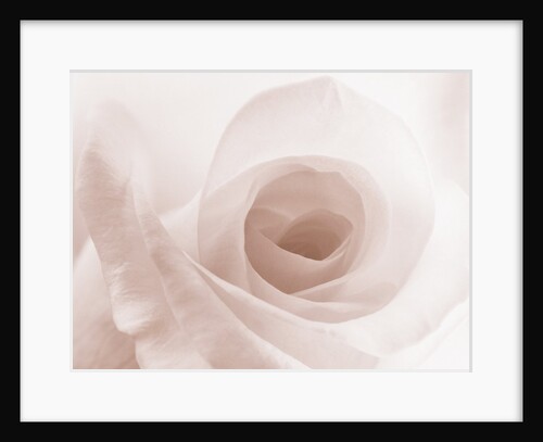 Blooming White Rose by Anonymous