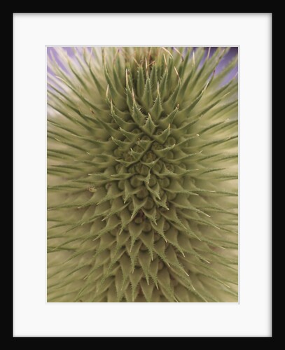 green thistle by Anonymous