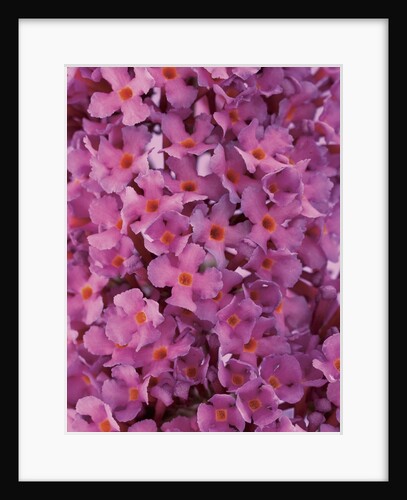 phlox flowers by Anonymous