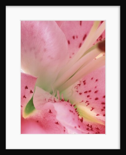 oriental lily detail by Anonymous