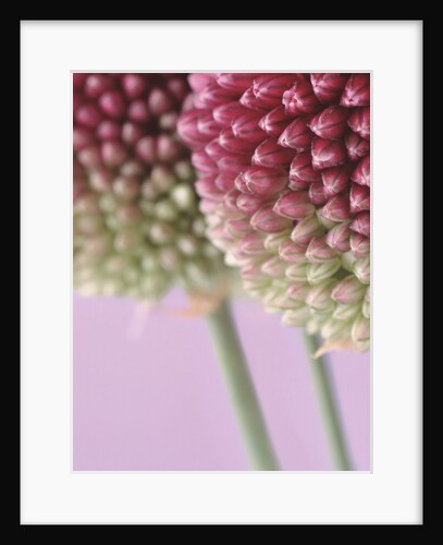 Detail From Allium Plant by Anonymous