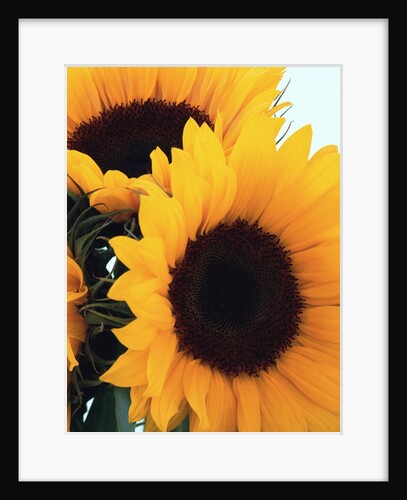 bunch of sunflowers by Anonymous