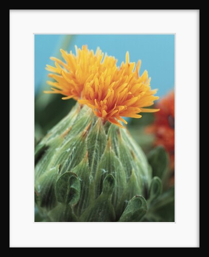Orange Thistle by Anonymous