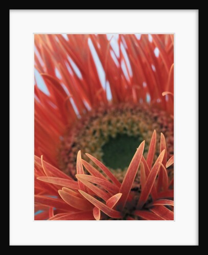 Gerbera Daisy by Anonymous