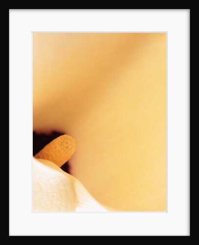 Blooming White Lily by Anonymous