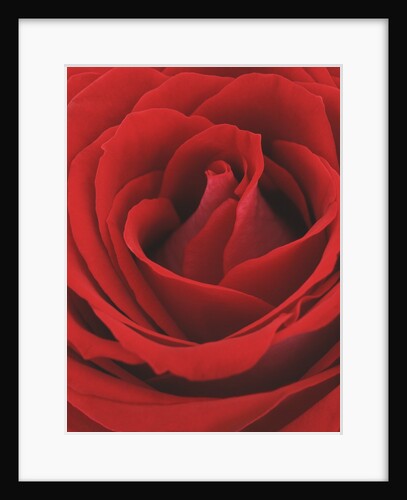 Blooming Red Rose by Anonymous