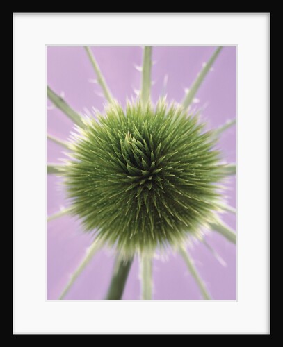 Green Thistle by Anonymous