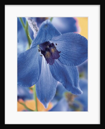 Blooming Delphinium by Anonymous