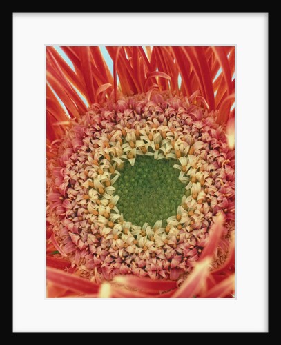 Sepals From a Gerbera Daisy by Anonymous