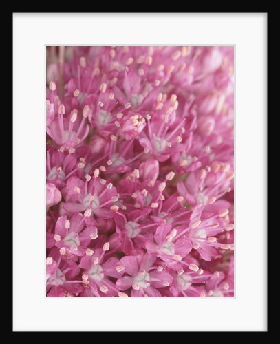 Flowering Allium Plant by Anonymous