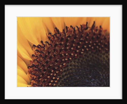 Sunflower Sepals by Anonymous