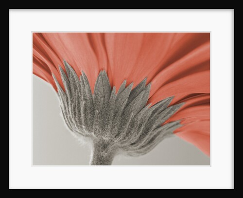 close up image of a gerbera daisy by Anonymous