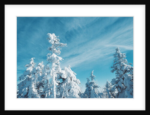 Trees Covered in Snow by Anonymous