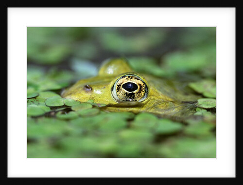 Edible Frog by Anonymous