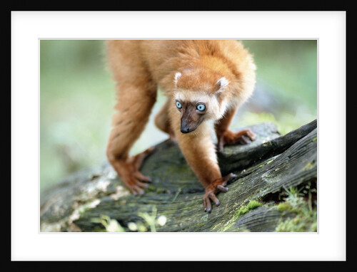 Blue Eyed Lemur by Anonymous