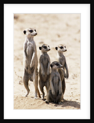 Meerkats by Anonymous