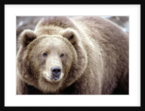 Kodiak Bear by Anonymous