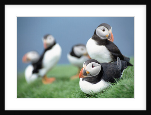 Puffins on Grass by Anonymous
