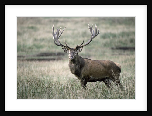 Red Deer by Anonymous