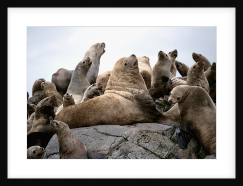 Stellar Sea Lions on Rock by Anonymous