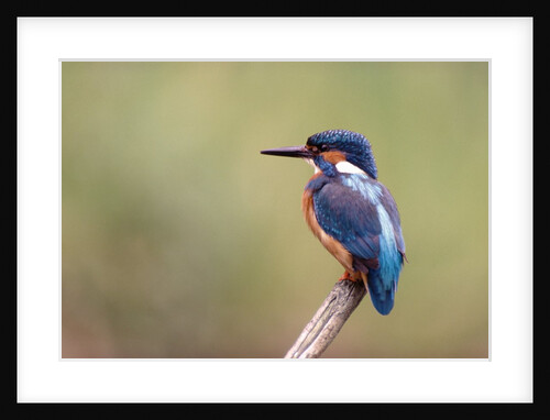 Common Kingfisher by Anonymous