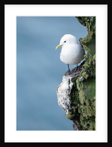 Black-Legged Kittiwake by Anonymous