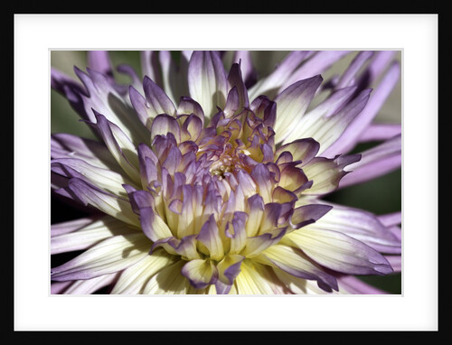 Chrysanthemum in Bloom by Anonymous