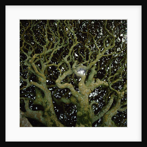 Sunlight Passing Through Thick Tree Branches by Anonymous