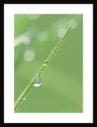 Dew on a Blade of Grass by Anonymous