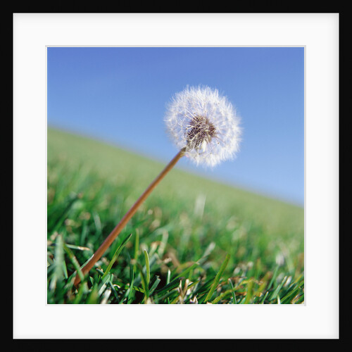 Dandelion by Anonymous