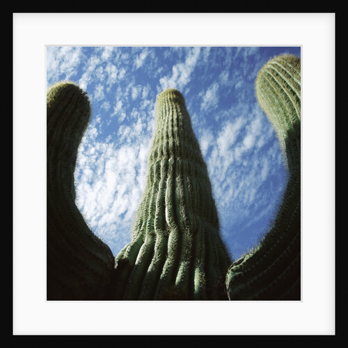 Saguaro Cactus by Anonymous