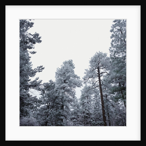 Pine Trees Blanketed with Snow by Anonymous