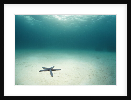 Blue Sea Star in Open Ocean by Anonymous