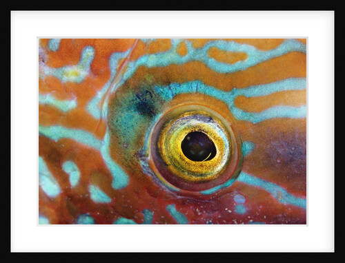 Eye of a Corkwing Wrasse by Anonymous