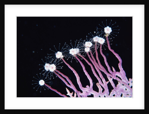 Hydriods on Sea Fan by Anonymous