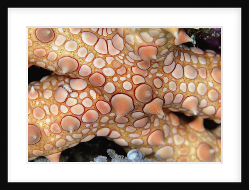 Spiny Starfish by Anonymous