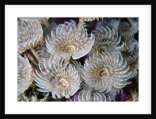 Magnificent Feather Duster Worms by Anonymous