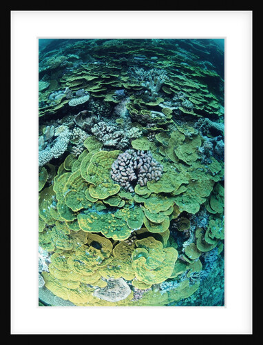 Elephant Ear Coral by Anonymous