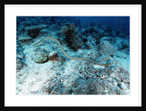 Olive Sea Snake by Anonymous