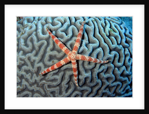 Starfish on Coral by Anonymous