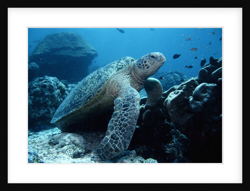 Green Sea Turtle by Anonymous