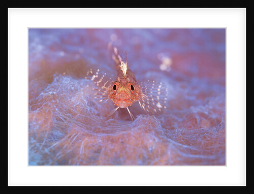 Triple Fin by Anonymous
