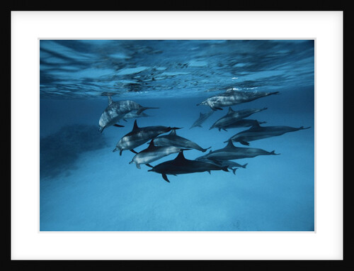 Pod of Dolphins by Anonymous