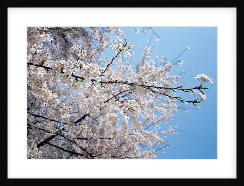Detail of a cherry tree by Anonymous