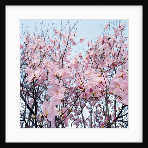 Detail of a cherry tree by Anonymous