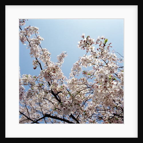 Branches of a cherry tree by Anonymous