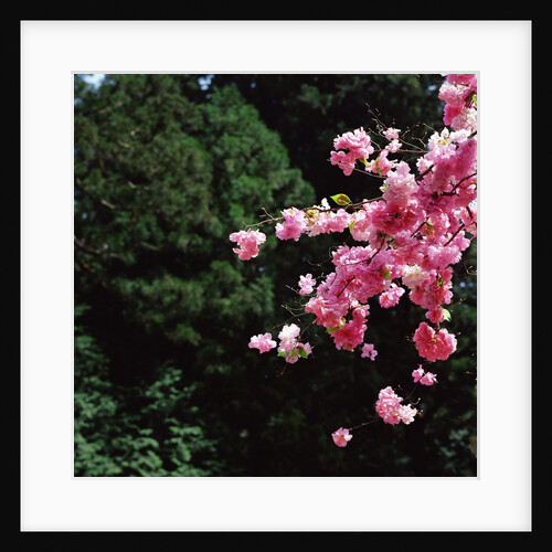 Branch of a cherry tree by Anonymous