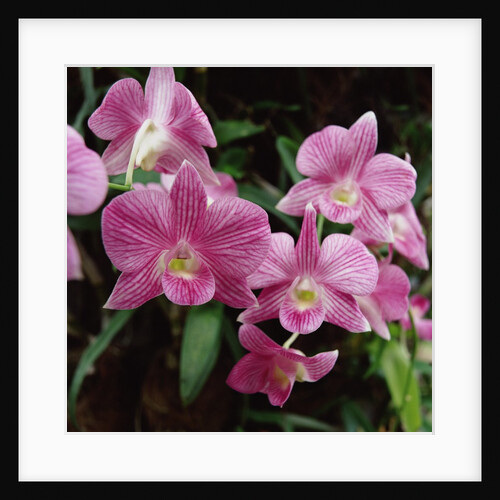Orchids by Anonymous