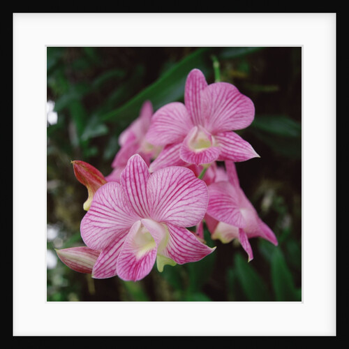Orchids by Anonymous